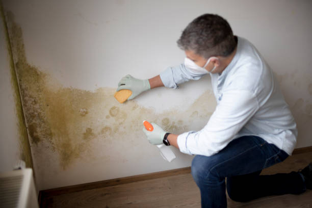 Best HVAC Mold Inspection and Cleaning  in Buchanan, MI